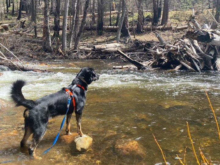 chinook dog